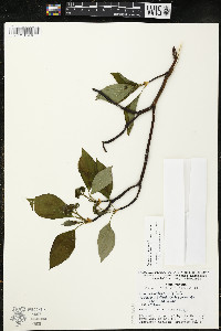 Cornus alternifolia image