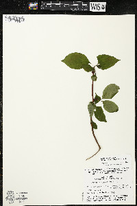 Cornus alternifolia image