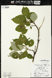 Cornus alternifolia image
