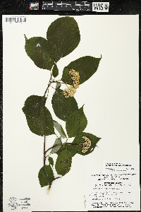 Cornus alternifolia image