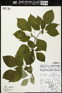 Cornus alternifolia image
