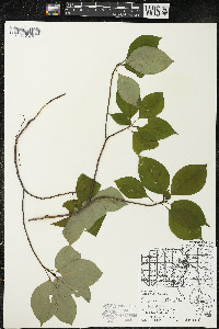 Cornus alternifolia image