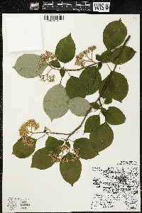 Cornus alternifolia image