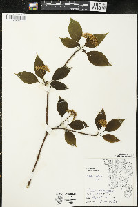 Cornus alternifolia image
