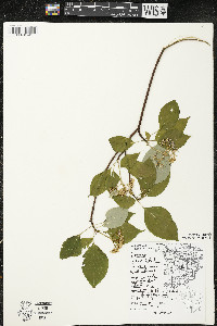 Cornus alternifolia image