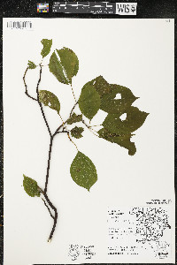 Cornus alternifolia image