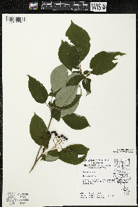 Cornus alternifolia image