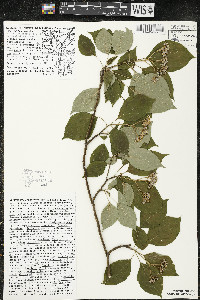 Cornus alternifolia image