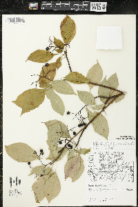 Cornus alternifolia image