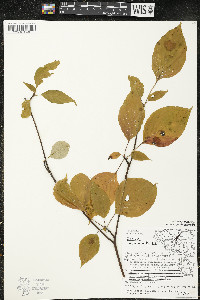 Cornus alternifolia image