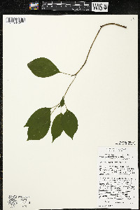 Cornus alternifolia image