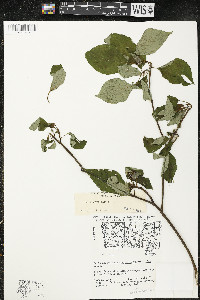 Cornus alternifolia image