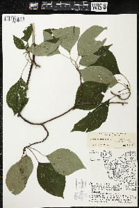 Cornus alternifolia image