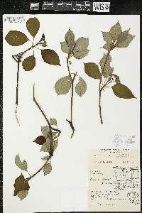 Cornus alternifolia image