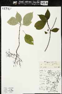 Cornus alternifolia image