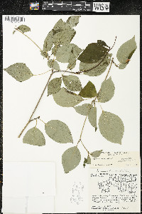 Cornus alternifolia image