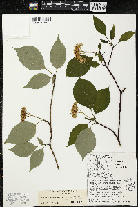 Cornus alternifolia image