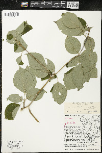 Cornus alternifolia image