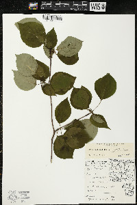 Cornus alternifolia image