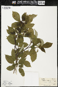 Cornus alternifolia image