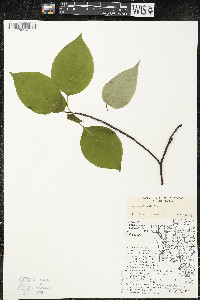 Cornus alternifolia image