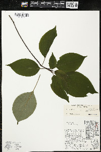 Cornus alternifolia image