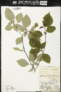 Cornus alternifolia image