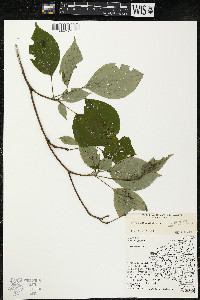 Cornus alternifolia image