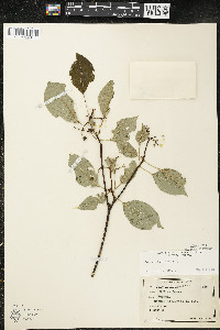 Cornus alternifolia image