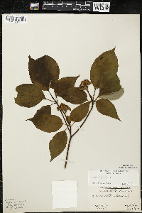 Cornus alternifolia image