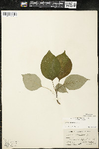 Cornus alternifolia image