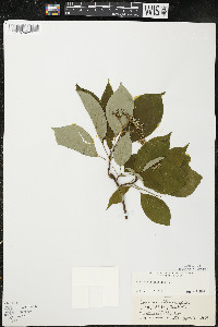 Cornus alternifolia image