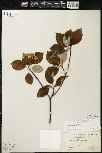 Cornus alternifolia image