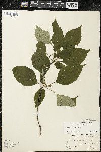 Cornus alternifolia image