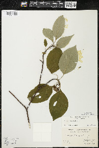 Cornus alternifolia image