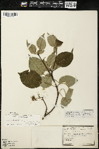 Cornus alternifolia image