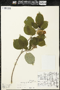 Cornus alternifolia image