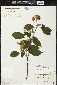 Cornus alternifolia image