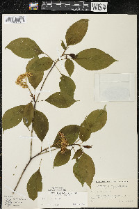 Cornus alternifolia image