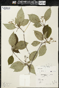 Cornus alternifolia image