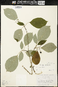 Cornus alternifolia image