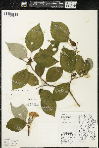 Cornus alternifolia image