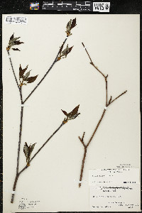 Cornus alternifolia image