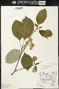 Cornus alternifolia image