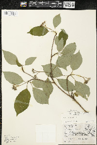 Cornus alternifolia image