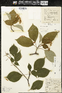 Cornus alternifolia image