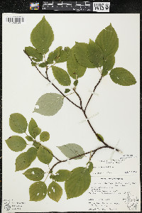 Cornus alternifolia image
