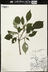 Cornus alternifolia image