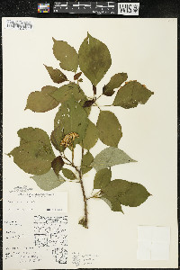 Cornus alternifolia image