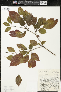 Cornus alternifolia image
